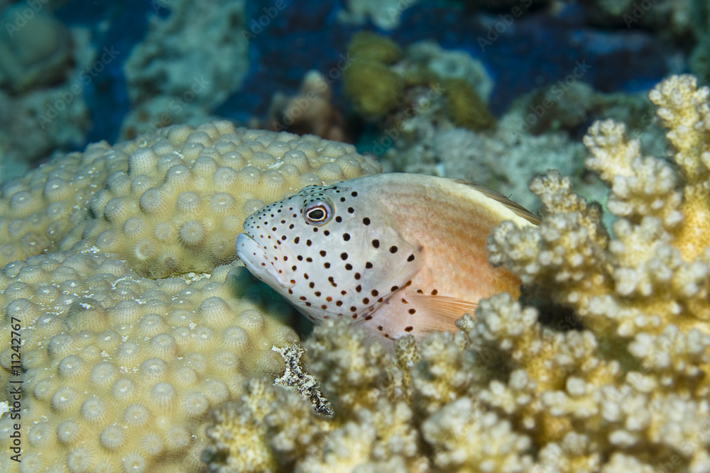 Freckled Hawkfish Freckled Hawkfish