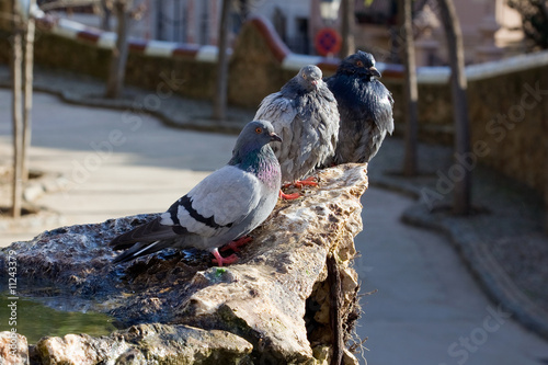 Palomas en el Park Güell