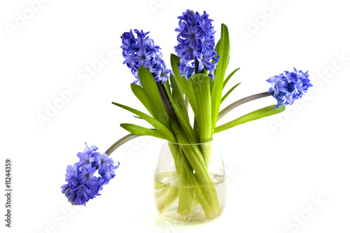 a vase hyacinths