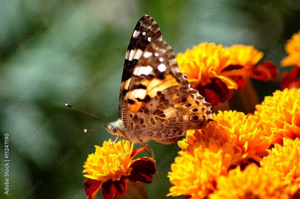 papillon et fleurs jaunes