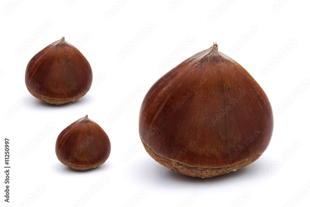 Obraz premium Chestnut