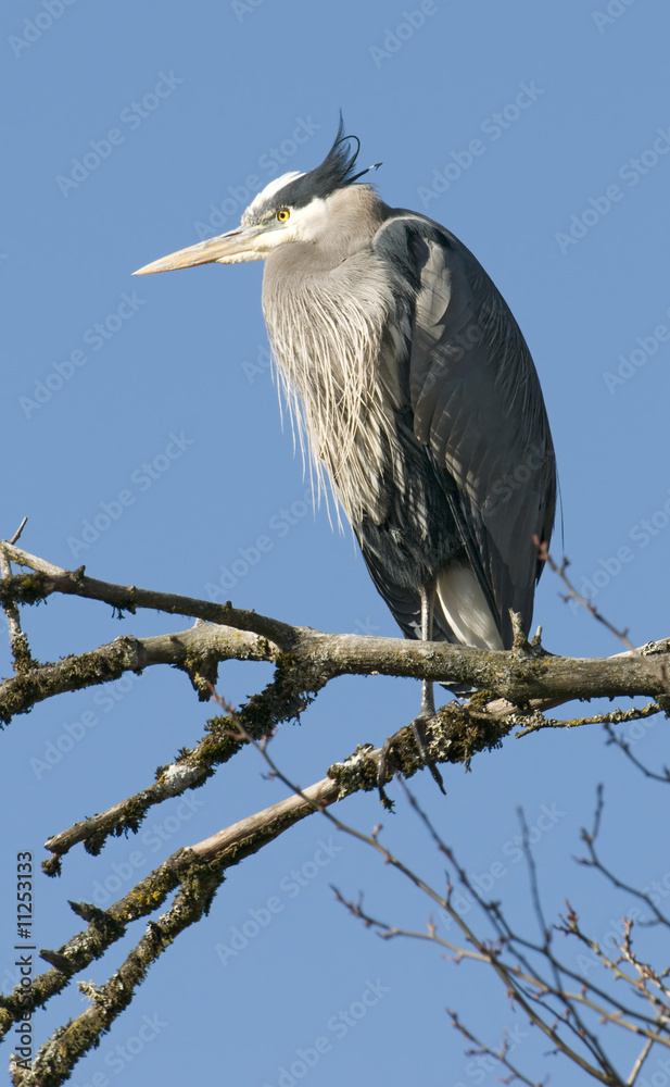 Naklejka premium Perched Great Blue Heron