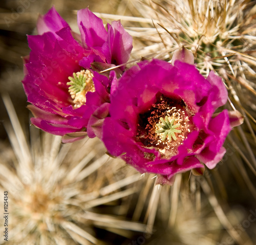 Blossoms on a cholla cactus in Arizona photo