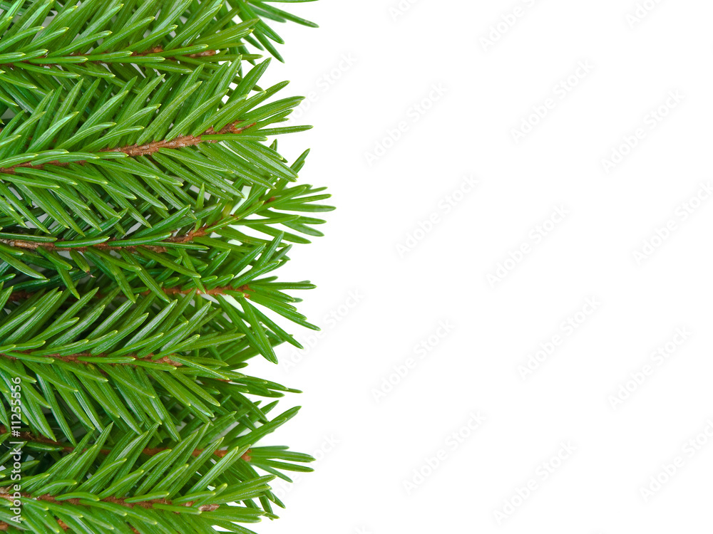 fir frame fir frame