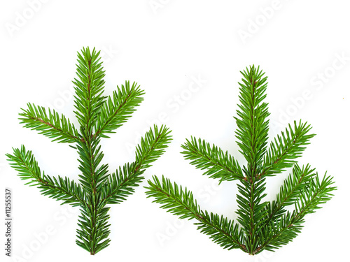 fir