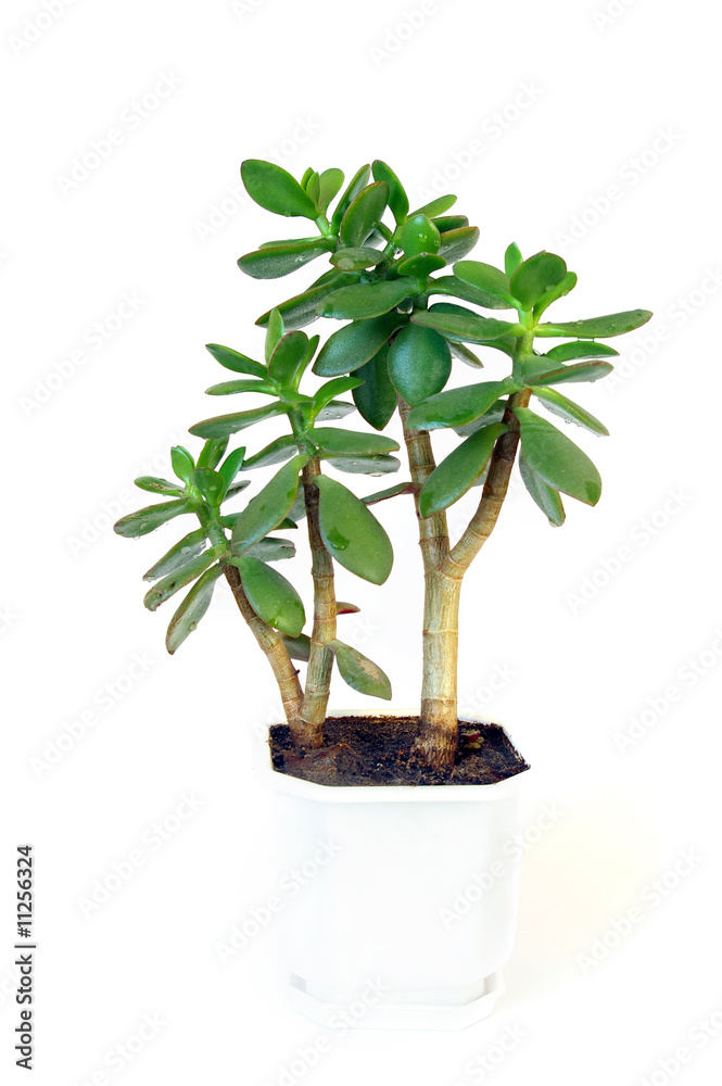 Fototapeta premium Succulent plant in flowerpot