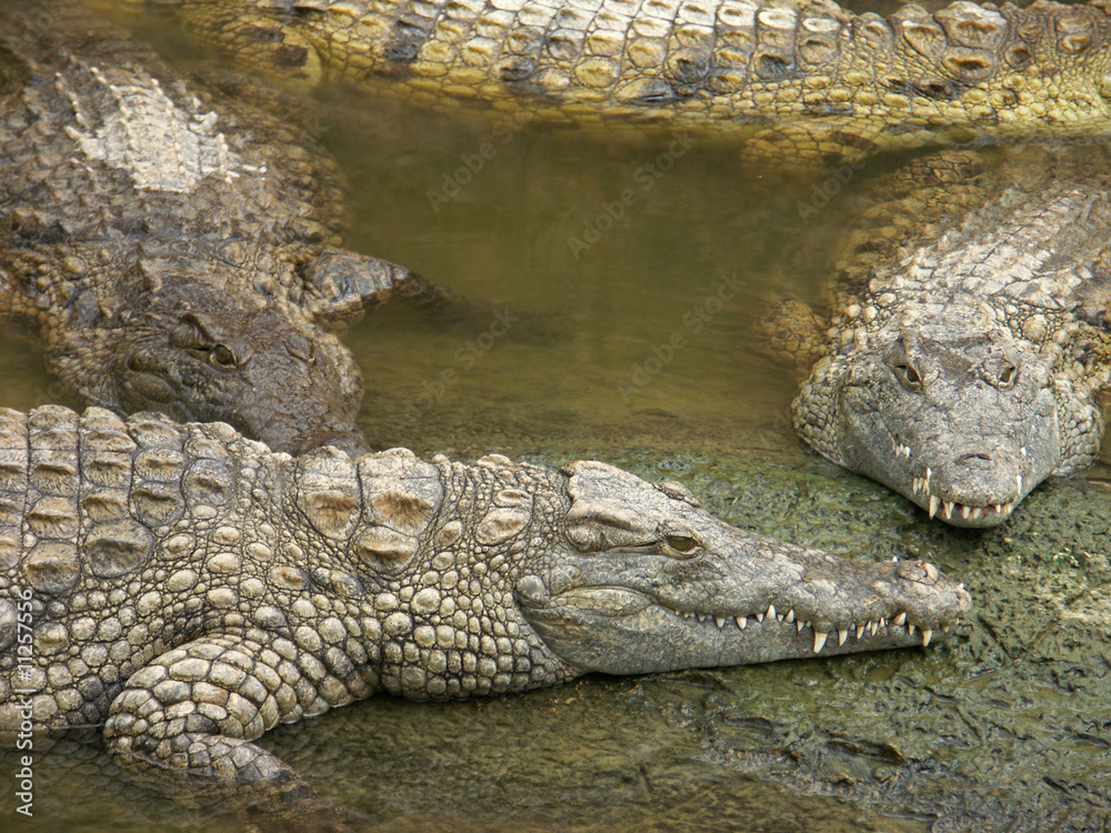 crocodiles