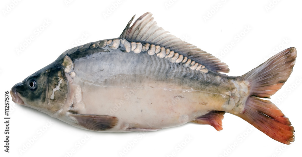 big fat carp isolated on white background big fat carp isolated on white background