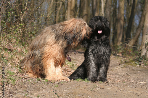 Duo Briard assis en forêt © Dogs