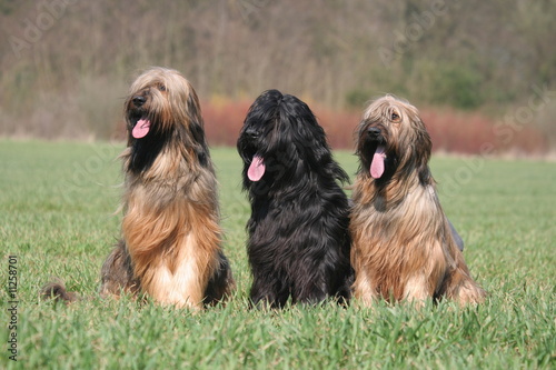 Fotografie Trio de langues pendantes
