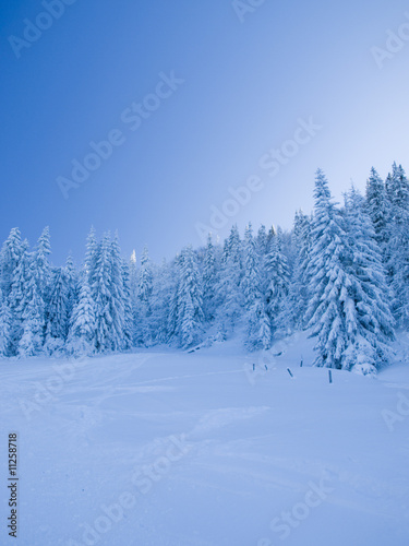 furtree in to snow on a background sky © Galina Semenko