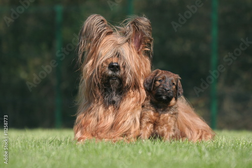 Tableau sur toile Maman Briard et son petit
