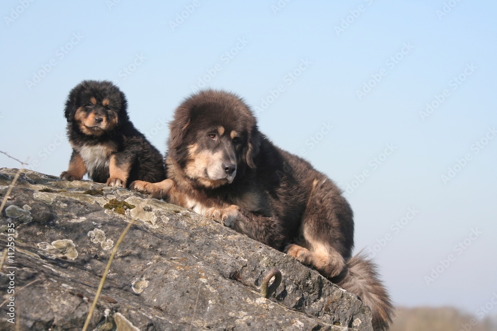 Fototapeta premium la maman dogue du tibet avec son chiot grimpés sur un rocher