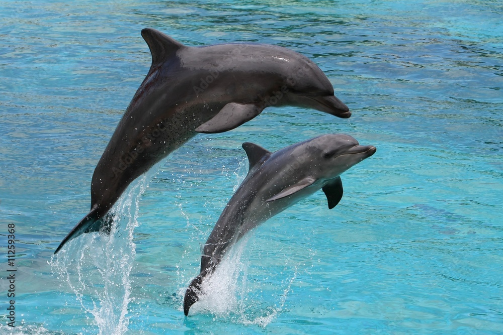 Fototapeta premium Dolphins Jumping