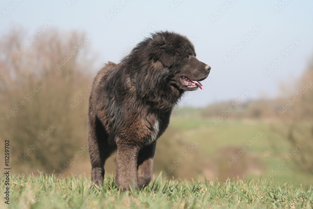 le grand dogue du tibet qui regarde à l'horizon le grand dogue du tibet qui regarde à l'horizon