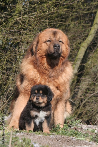 dogue du tibet adulte et son chiot assis tranquillement