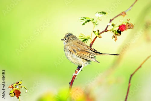 lsmall bird