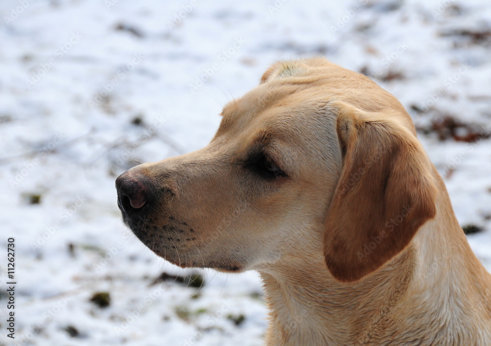 labrador in the snow