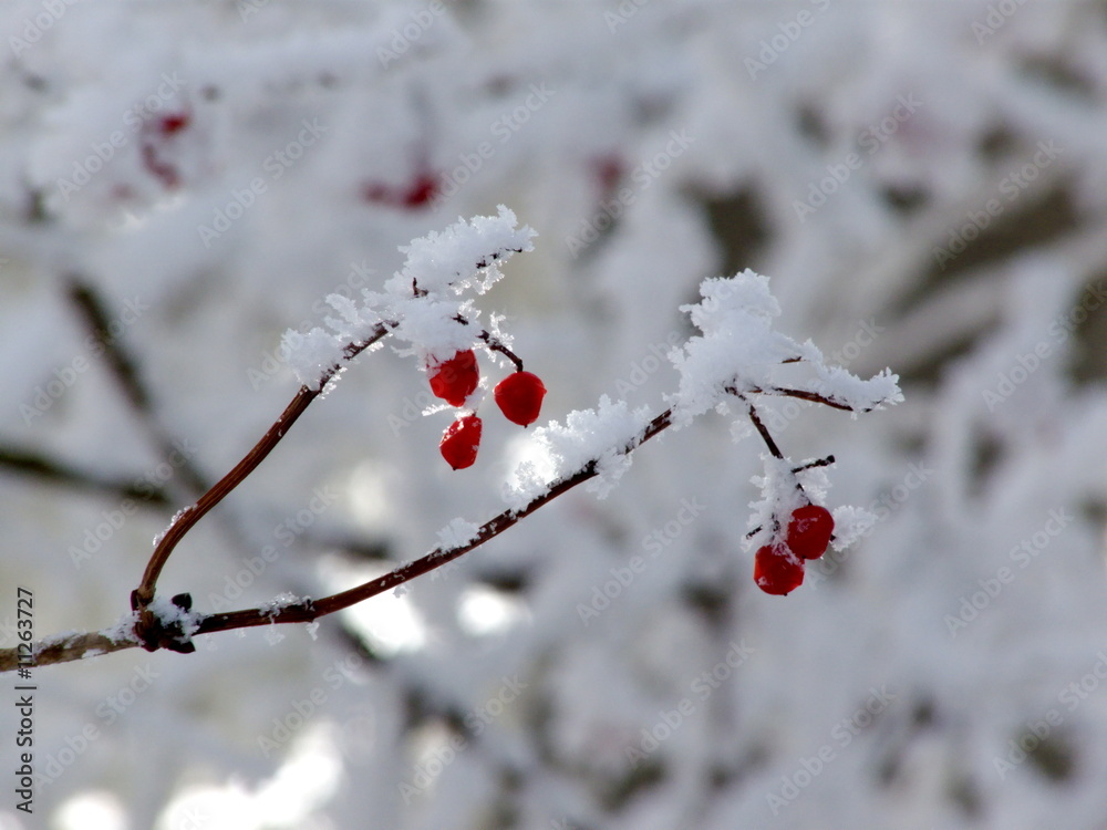 Raureif StockFoto Adobe Stock