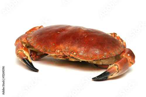crabe cuit