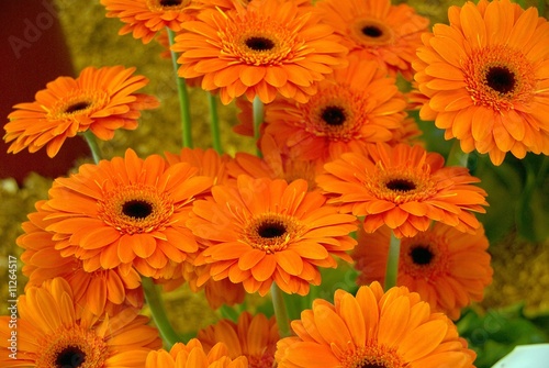 Orange Gerbera flowers photo