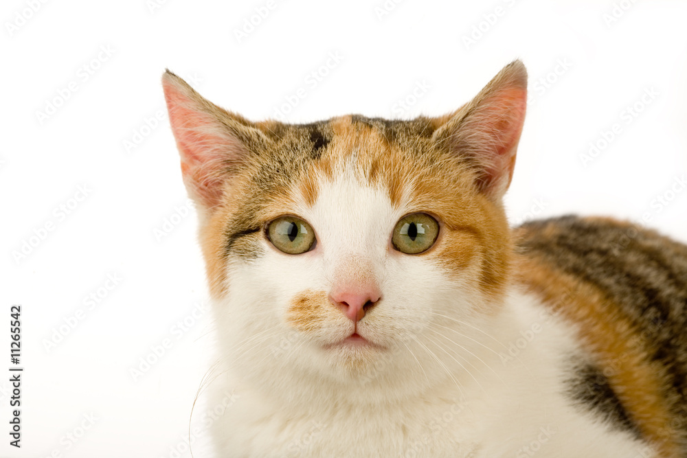 spotted cat portrait, isolated