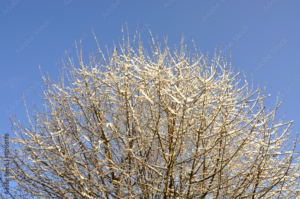 Frosty tree branches against blue sky Frosty tree branches against blue sky