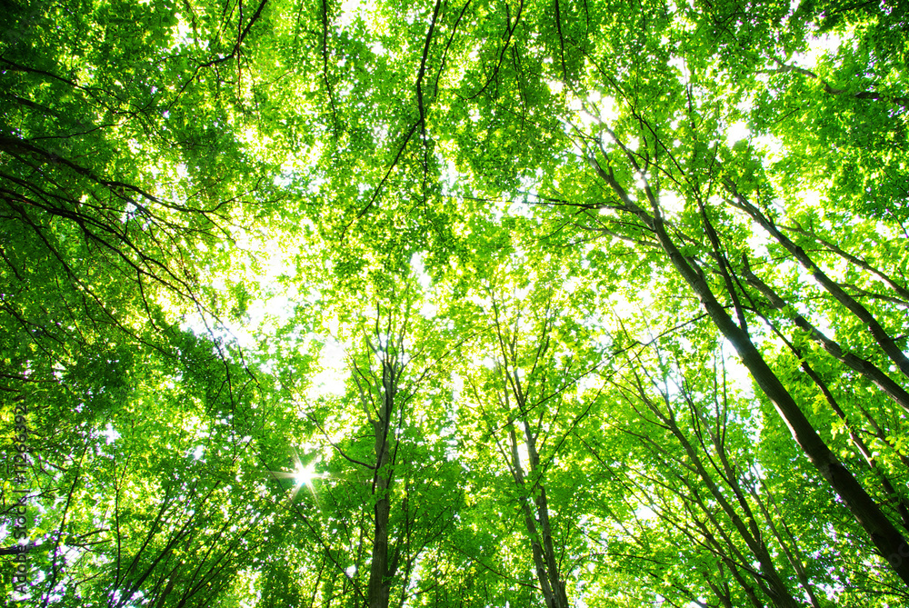 forest forest