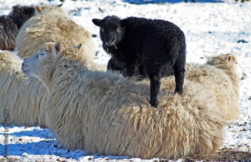 Schaf, schwarzes Schaf, Junges photo