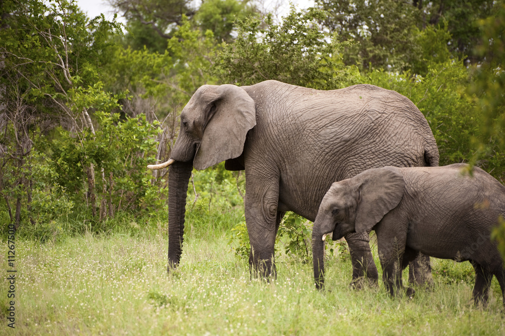 Elephant in Kruger Park