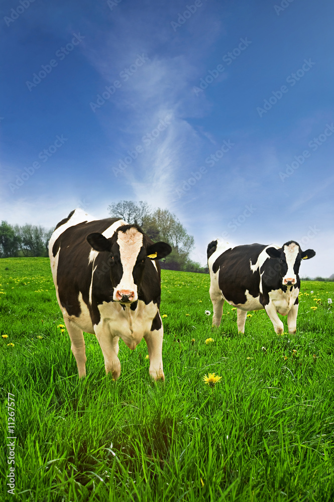 jersey cows in a spring field.