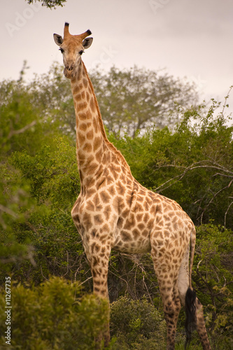 Girafes in Kruger National Park, South Africa.