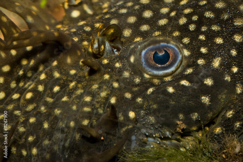 ancitrus pleco