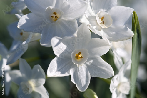 white daffodil © Noam