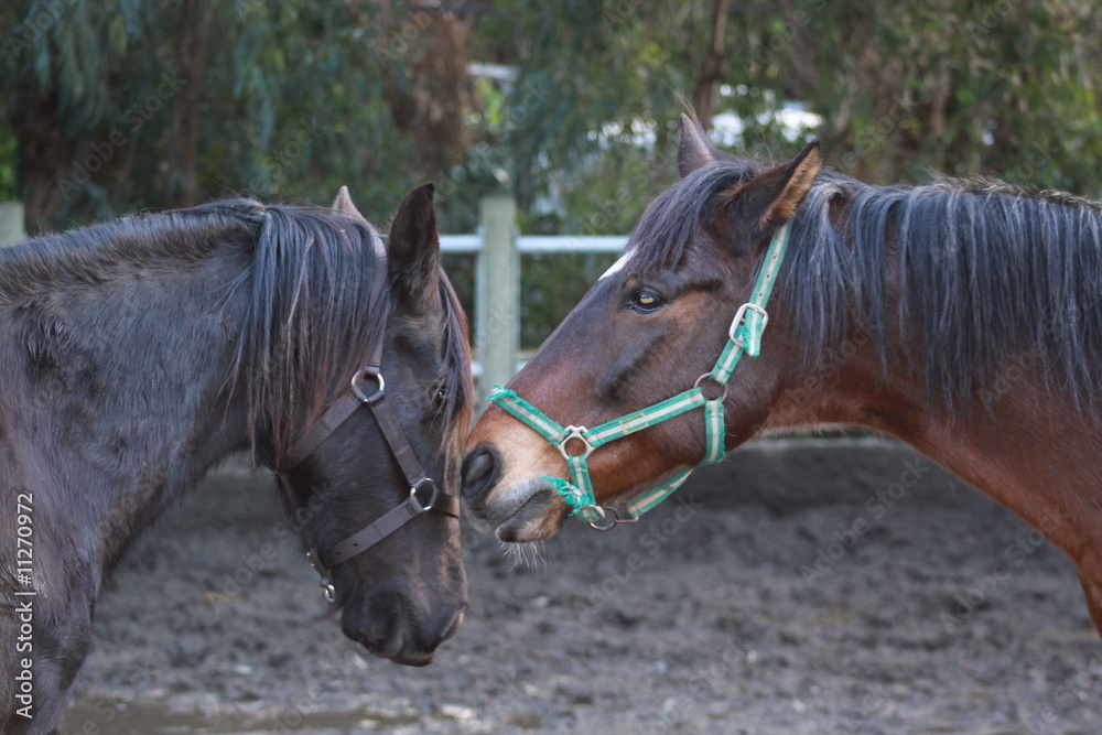 Fototapeta premium caballos