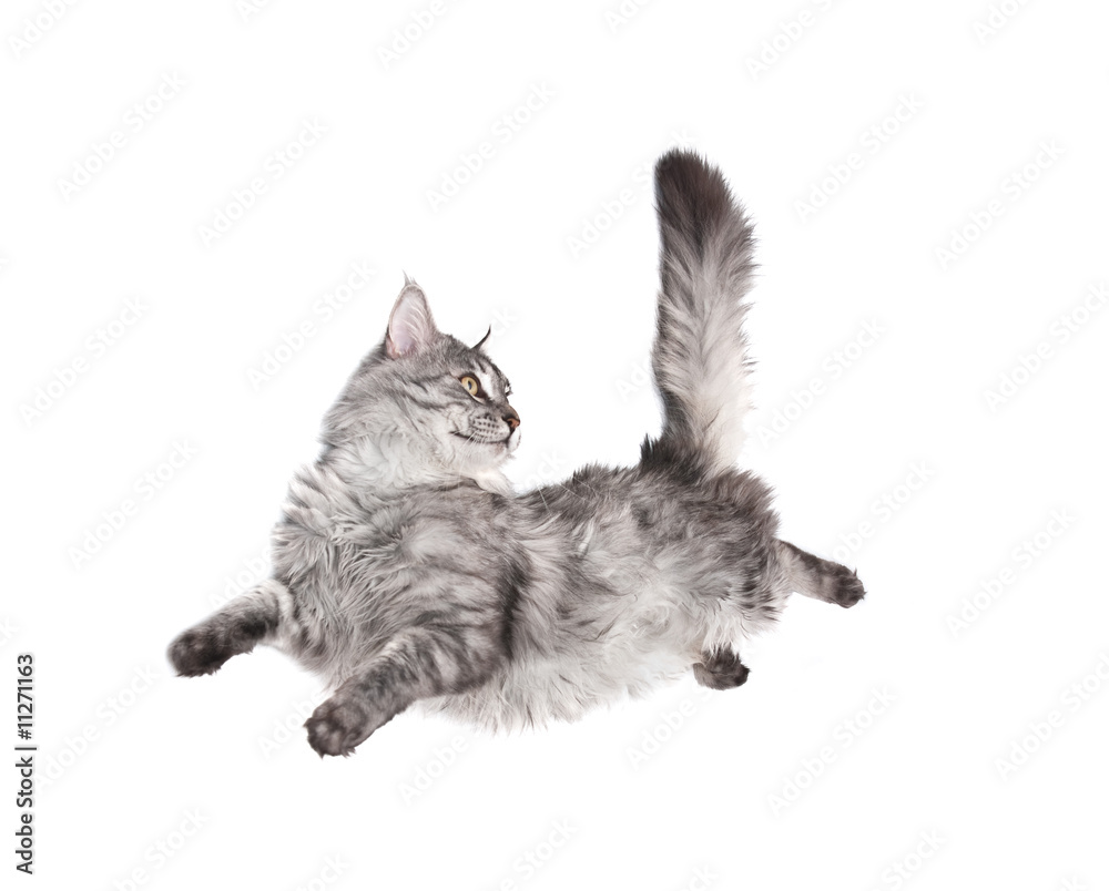 Naklejka premium jumping cat