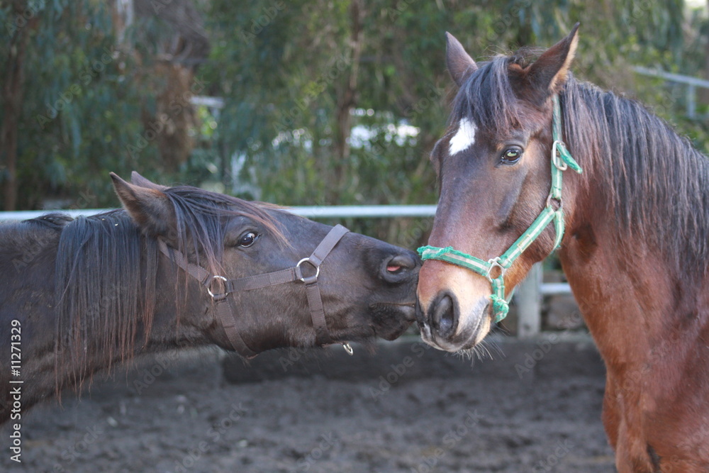 Obraz premium caballos peleando
