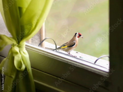Common bird (European Goldfinch)