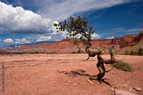 Twisted Pinyon Pine Tree Captiol Reef National Park Utah