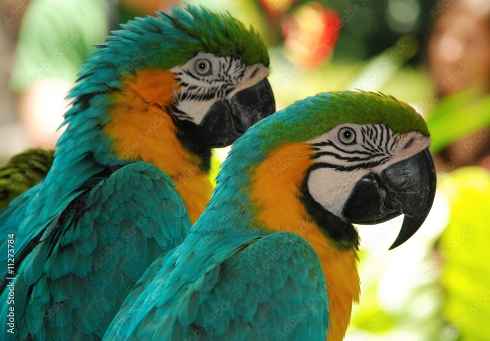 Fototapeta premium macaw blue love birds