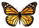 Détourage papillon monarque
