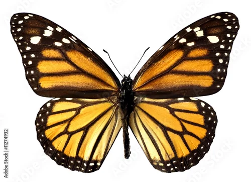 Obraz Przycinanie motyla monarchy