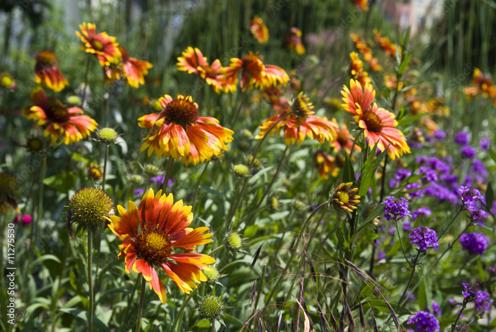 orange flowers