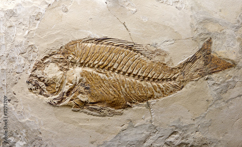 fossil fish photo