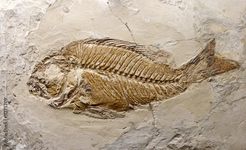 Obraz fossil fish