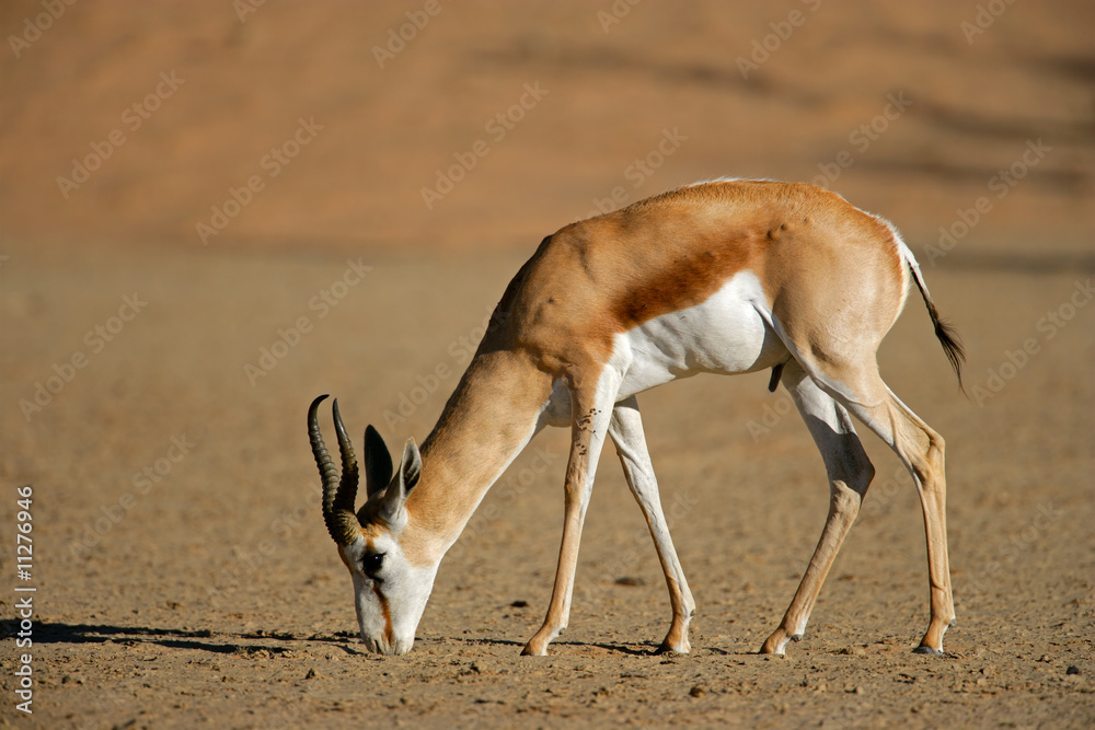 Springbok (Antidorcas marsupialis), Kalahari, South Africa