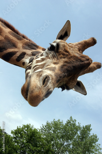 Giraffa
