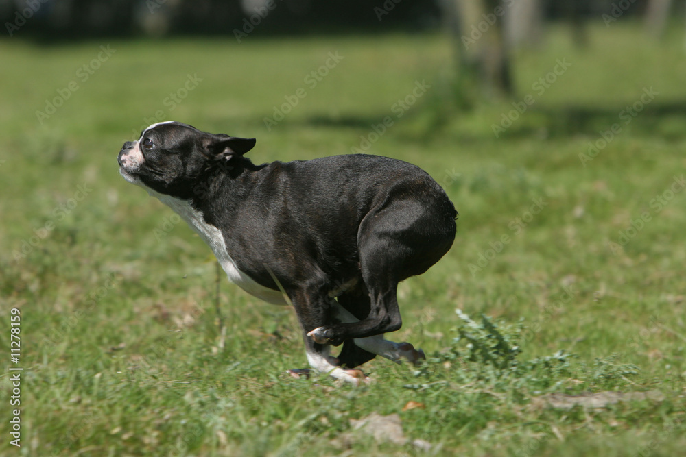 boston terrier en course de profil sur de l'herbe