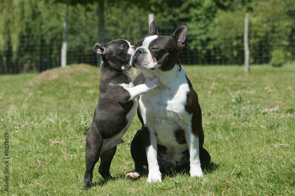 chiot boston terrier embrassant sa maman chiot boston terrier embrassant sa maman