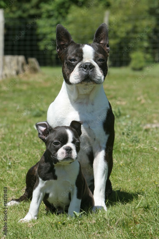 maman boston terrier et son bébé debout face à l'objectif